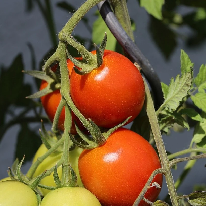 tomato seeds3